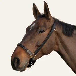 Licol Grooming Cuir Noir